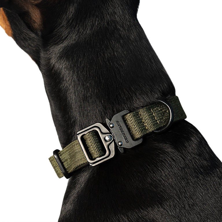 Trekk Dog Collar onfeet