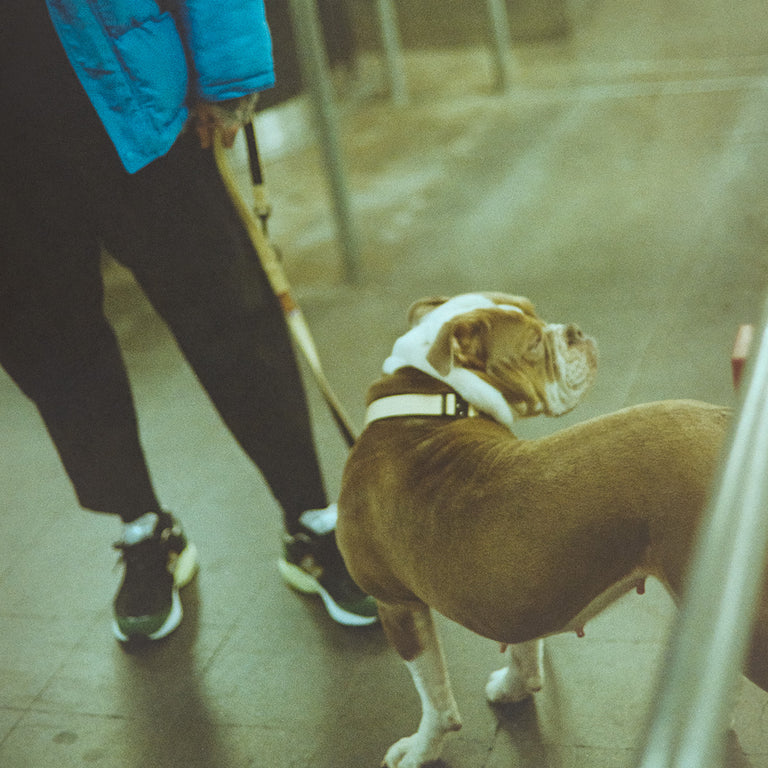 Trekk Dog Leash onfeet