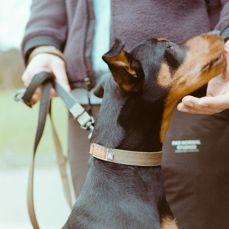 Trekk Dog Collar onfeet